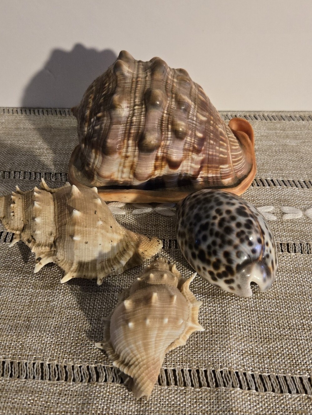 4 Beautiful Sea Shells